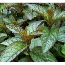 М’ята перцева Чоколат/Шоколад | Mentha piperita Chocolate | Мята перечная Чоколат/Шоколад