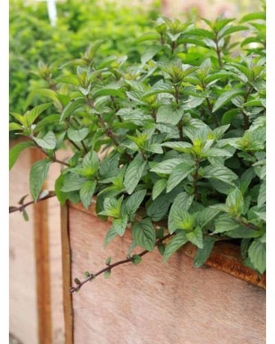 М’ята перцева Чоколат/Шоколад | Mentha piperita Chocolate | Мята перечная Чоколат/Шоколад