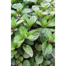 М’ята перцева апельсинова Гранада | Mentha piperita Granada | Мята перечная апельсиновая Гранада