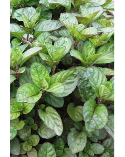 М’ята перцева апельсинова Гранада | Mentha piperita Granada | Мята перечная апельсиновая Гранада