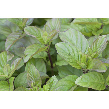М’ята перцева апельсинова Гранада | Mentha piperita Granada | Мята перечная апельсиновая Гранада