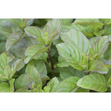 М’ята перцева апельсинова Гранада | Mentha piperita Granada | Мята перечная апельсиновая Гранада