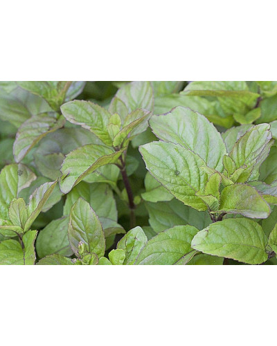 М’ята перцева апельсинова Гранада | Mentha piperita Granada | Мята перечная апельсиновая Гранада