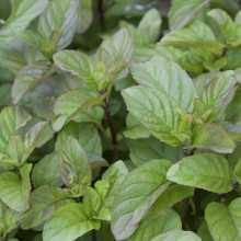 М’ята перцева апельсинова Гранада | Mentha piperita Granada | Мята перечная апельсиновая Гранада