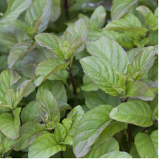 М’ята перцева апельсинова Гранада | Mentha piperita Granada | Мята перечная апельсиновая Гранада