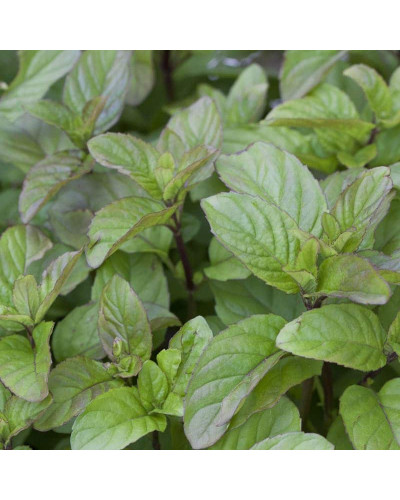 М’ята перцева апельсинова Гранада | Mentha piperita Granada | Мята перечная апельсиновая Гранада