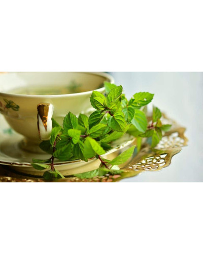 М’ята перцева апельсинова Гранада | Mentha piperita Granada | Мята перечная апельсиновая Гранада