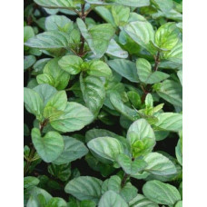 М’ята перцева апельсинова Гранада | Mentha piperita Granada | Мята перечная апельсиновая Гранада