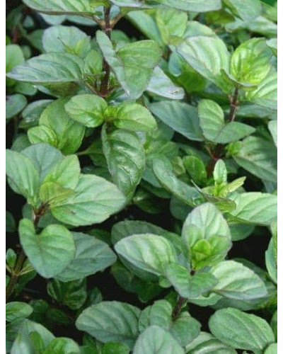 М’ята перцева апельсинова Гранада | Mentha piperita Granada | Мята перечная апельсиновая Гранада
