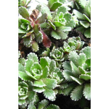 Ломикамінь волотистий Срібноокантований | Saxifraga paniculata Argenteomaculata | Камнеломка метельчатая Серебристоокаймленная