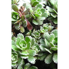 Ломикамінь волотистий Срібноокантований | Saxifraga paniculata Argenteomaculata | Камнеломка метельчатая Серебристоокаймленная