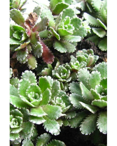 Ломикамінь волотистий Срібноокантований | Saxifraga paniculata Argenteomaculata | Камнеломка метельчатая Серебристоокаймленная