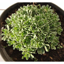 Ломикамінь волотистий Срібноокантований | Saxifraga paniculata Argenteomaculata | Камнеломка метельчатая Серебристоокаймленная