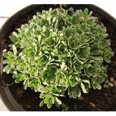Ломикамінь волотистий Срібноокантований | Saxifraga paniculata Argenteomaculata | Камнеломка метельчатая Серебристоокаймленная
