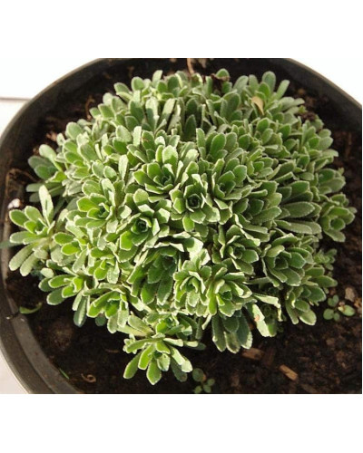 Ломикамінь волотистий Срібноокантований | Saxifraga paniculata Argenteomaculata | Камнеломка метельчатая Серебристоокаймленная