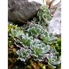 Ломикамінь волотистий Срібноокантований | Saxifraga paniculata Argenteomaculata | Камнеломка метельчатая Серебристоокаймленная