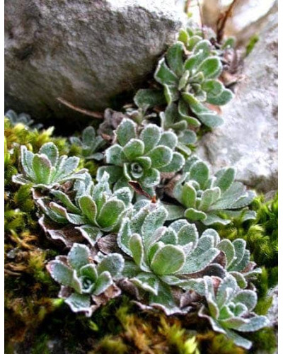 Ломикамінь волотистий Срібноокантований | Saxifraga paniculata Argenteomaculata | Камнеломка метельчатая Серебристоокаймленная