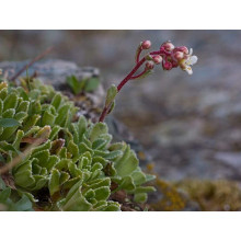 Ломикамінь волотистий Срібноокантований | Saxifraga paniculata Argenteomaculata | Камнеломка метельчатая Серебристоокаймленная