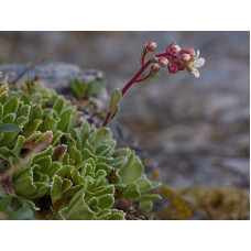 Ломикамінь волотистий Срібноокантований | Saxifraga paniculata Argenteomaculata | Камнеломка метельчатая Серебристоокаймленная