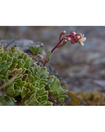 Ломикамінь волотистий Срібноокантований | Saxifraga paniculata Argenteomaculata | Камнеломка метельчатая Серебристоокаймленная