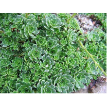 Ломикамінь волотистий Срібноокантований | Saxifraga paniculata Argenteomaculata | Камнеломка метельчатая Серебристоокаймленная