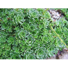 Ломикамінь волотистий Срібноокантований | Saxifraga paniculata Argenteomaculata | Камнеломка метельчатая Серебристоокаймленная
