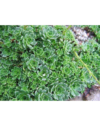 Ломикамінь волотистий Срібноокантований | Saxifraga paniculata Argenteomaculata | Камнеломка метельчатая Серебристоокаймленная