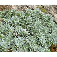 Ломикамінь волотистий Срібноокантований | Saxifraga paniculata Argenteomaculata | Камнеломка метельчатая Серебристоокаймленная