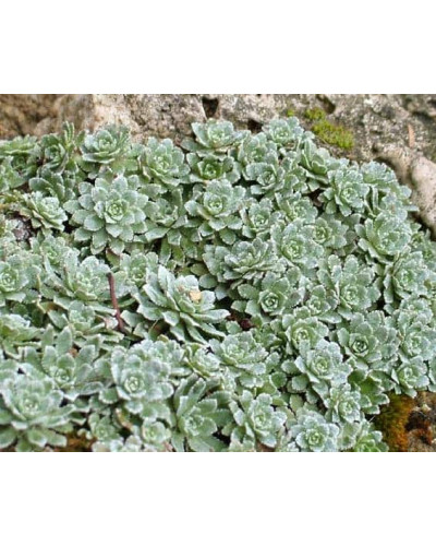 Ломикамінь волотистий Срібноокантований | Saxifraga paniculata Argenteomaculata | Камнеломка метельчатая Серебристоокаймленная