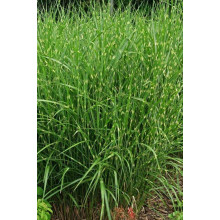 Міскантус китайський Стріктус | Miscanthus sinensis Strictus | Мискантус китайский Стриктус