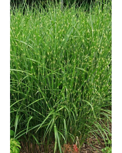 Міскантус китайський Стріктус | Miscanthus sinensis Strictus | Мискантус китайский Стриктус