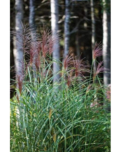 Міскантус китайський Стріктус | Miscanthus sinensis Strictus | Мискантус китайский Стриктус
