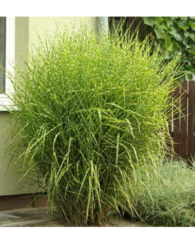 Міскантус китайський Стріктус | Miscanthus sinensis Strictus | Мискантус китайский Стриктус