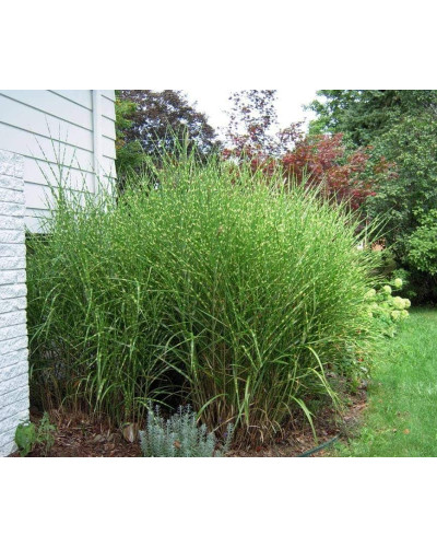 Міскантус китайський Стріктус | Miscanthus sinensis Strictus | Мискантус китайский Стриктус