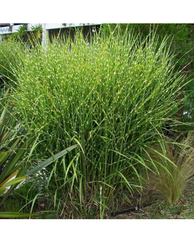 Міскантус китайський Стріктус | Miscanthus sinensis Strictus | Мискантус китайский Стриктус