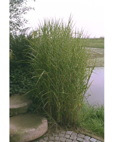 Міскантус китайський Стріктус | Miscanthus sinensis Strictus | Мискантус китайский Стриктус
