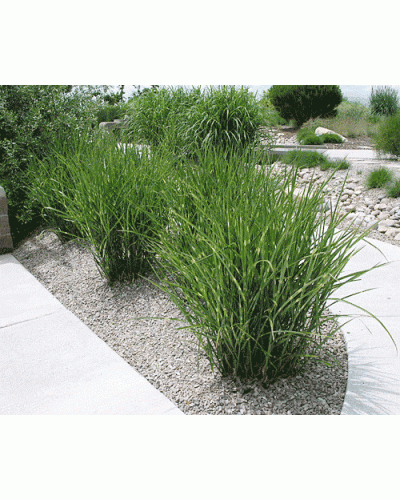 Міскантус китайський Стріктус | Miscanthus sinensis Strictus | Мискантус китайский Стриктус