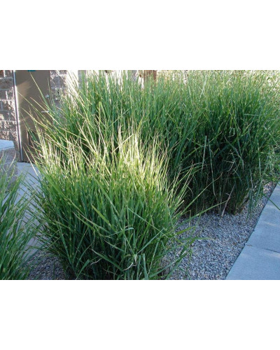 Міскантус китайський Стріктус | Miscanthus sinensis Strictus | Мискантус китайский Стриктус