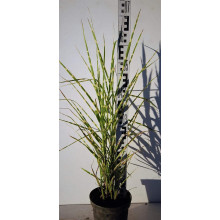 Міскантус китайський Стріктус | Miscanthus sinensis Strictus | Мискантус китайский Стриктус