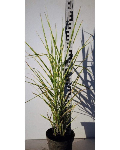 Міскантус китайський Стріктус | Miscanthus sinensis Strictus | Мискантус китайский Стриктус