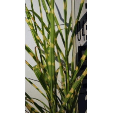 Міскантус китайський Стріктус | Miscanthus sinensis Strictus | Мискантус китайский Стриктус