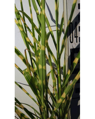 Міскантус китайський Стріктус | Miscanthus sinensis Strictus | Мискантус китайский Стриктус