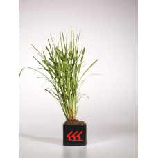 Міскантус китайський Стріктус | Miscanthus sinensis Strictus | Мискантус китайский Стриктус