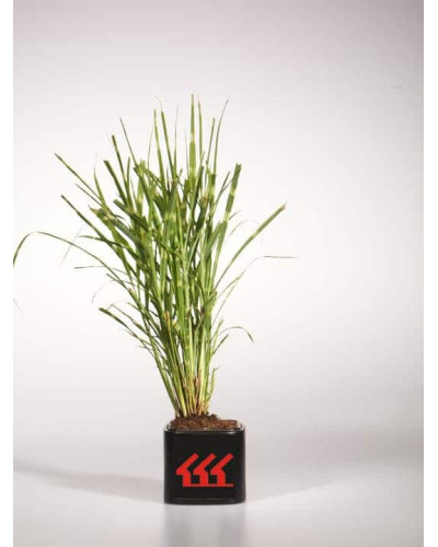 Міскантус китайський Стріктус | Miscanthus sinensis Strictus | Мискантус китайский Стриктус