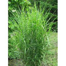 Міскантус китайський Стріктус | Miscanthus sinensis Strictus | Мискантус китайский Стриктус