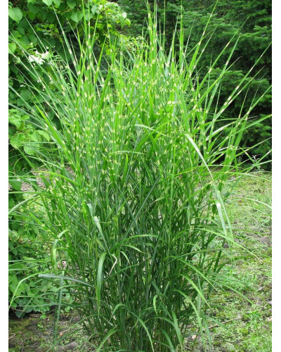 Міскантус китайський Стріктус | Miscanthus sinensis Strictus | Мискантус китайский Стриктус