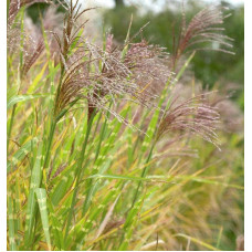 Міскантус китайський Стріктус | Miscanthus sinensis Strictus | Мискантус китайский Стриктус