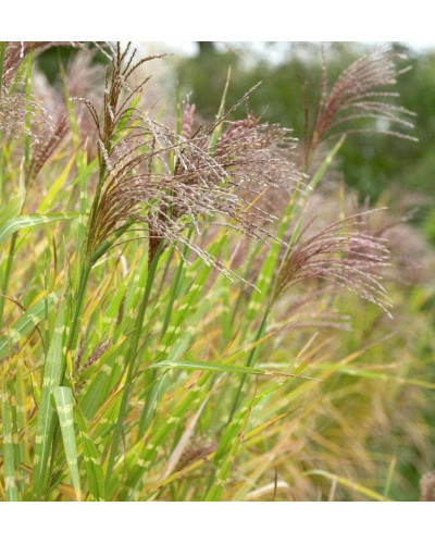 Міскантус китайський Стріктус | Miscanthus sinensis Strictus | Мискантус китайский Стриктус