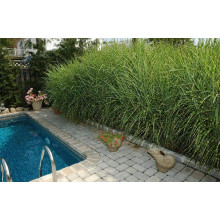 Міскантус китайський Стріктус | Miscanthus sinensis Strictus | Мискантус китайский Стриктус