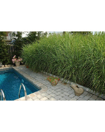 Міскантус китайський Стріктус | Miscanthus sinensis Strictus | Мискантус китайский Стриктус